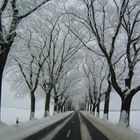 winterliche Allee in MOL