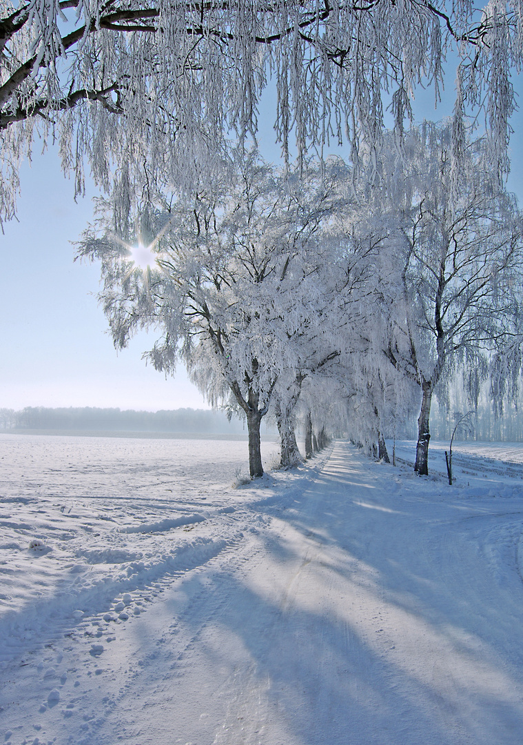 Winterliche Allee mit Sonne....