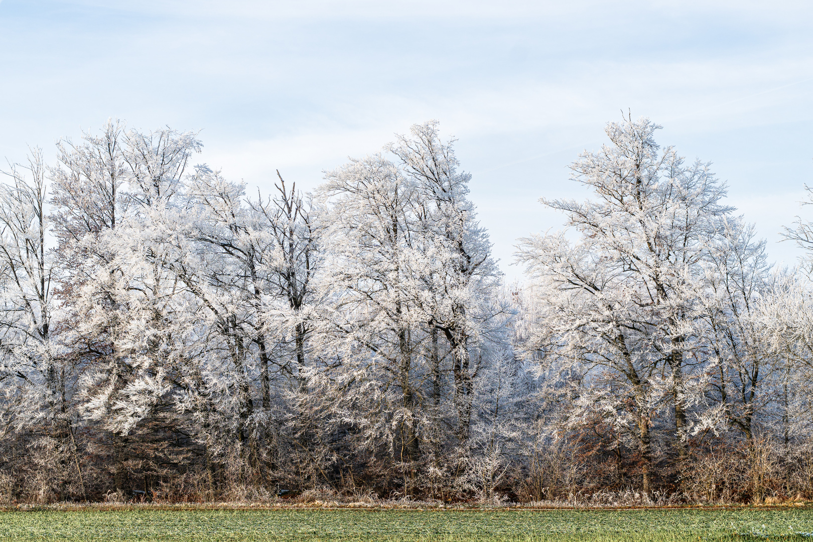 Winterliche Bäume 2