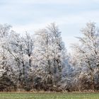 Winterliche Bäume 2