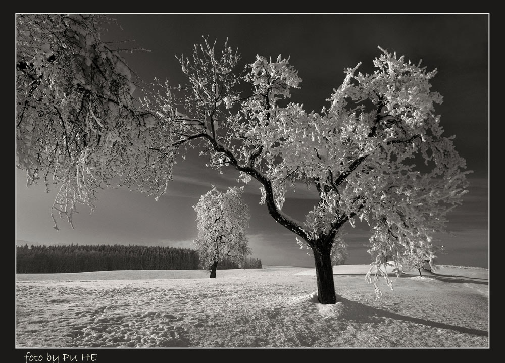 Winterliche Bäume