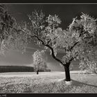 Winterliche Bäume