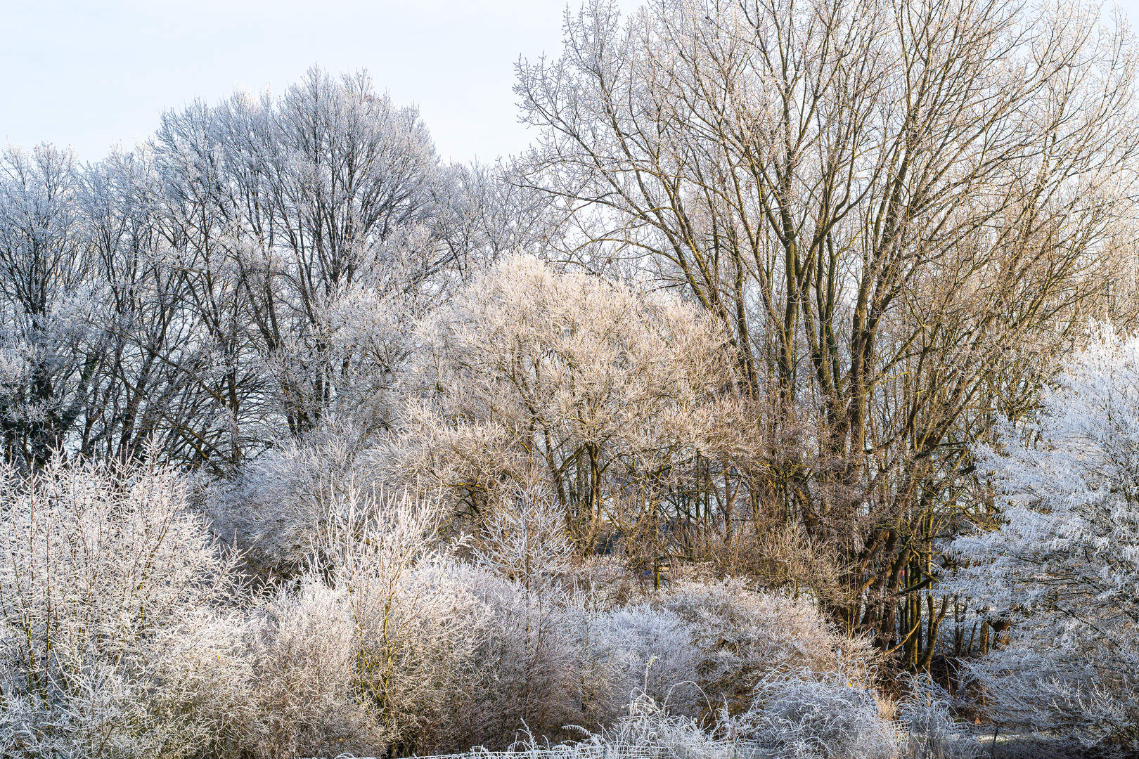 Winterliche Bäume