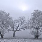 Winterliche Bäume....