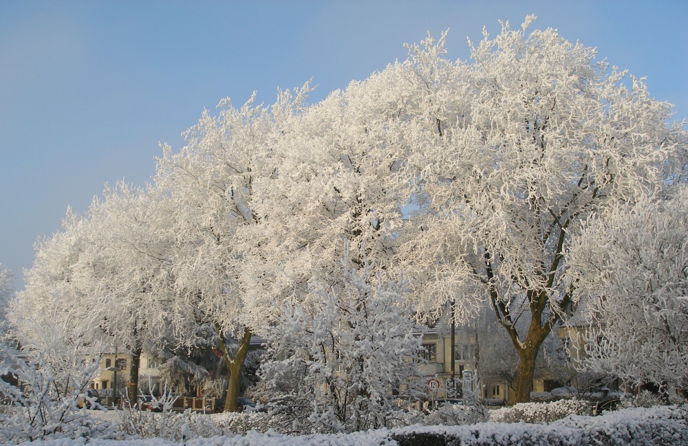 Winterliche Bäume am Osterdeich