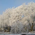 Winterliche Bäume am Osterdeich