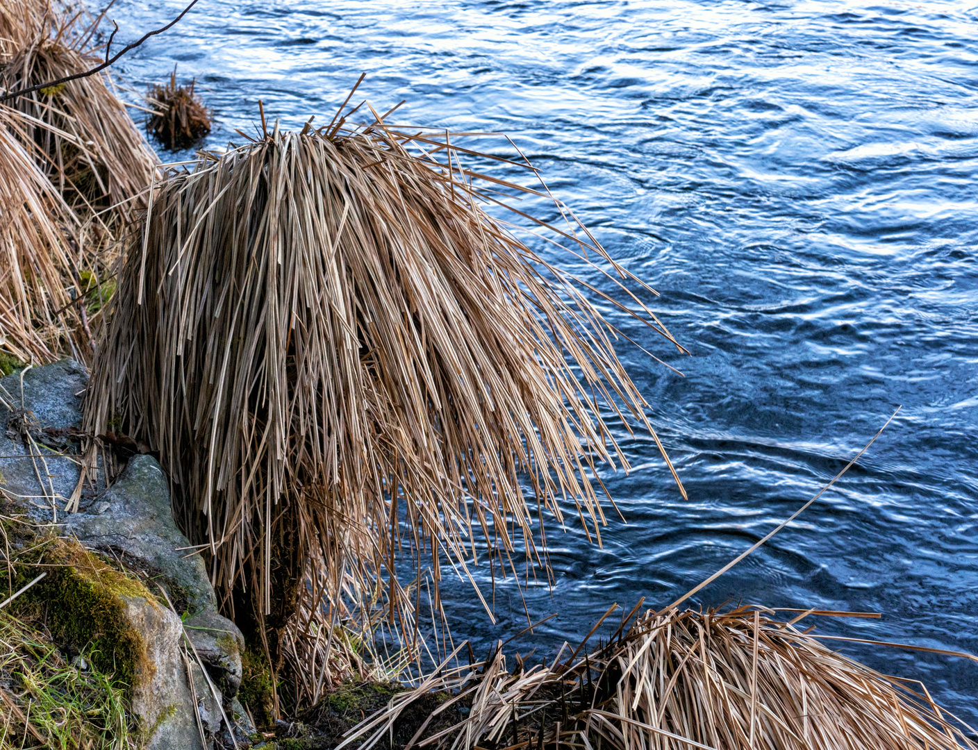 Winterliche Banater Segge