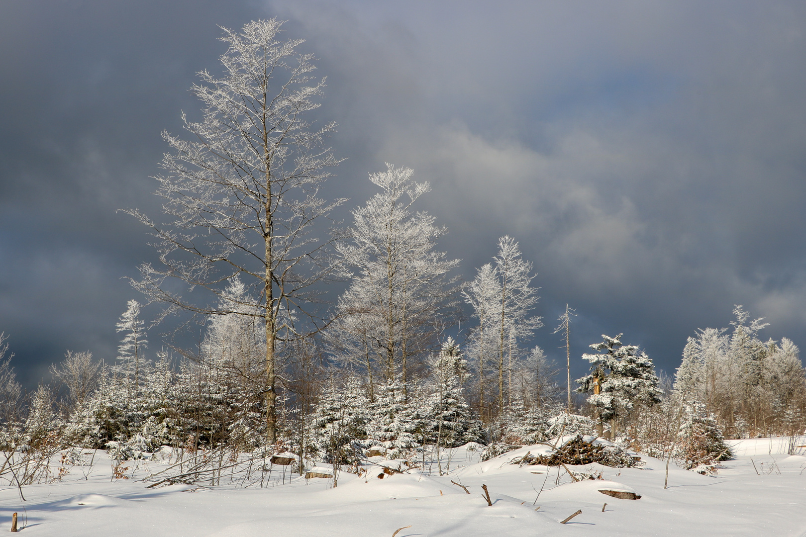 Winterliche Baumgruppe