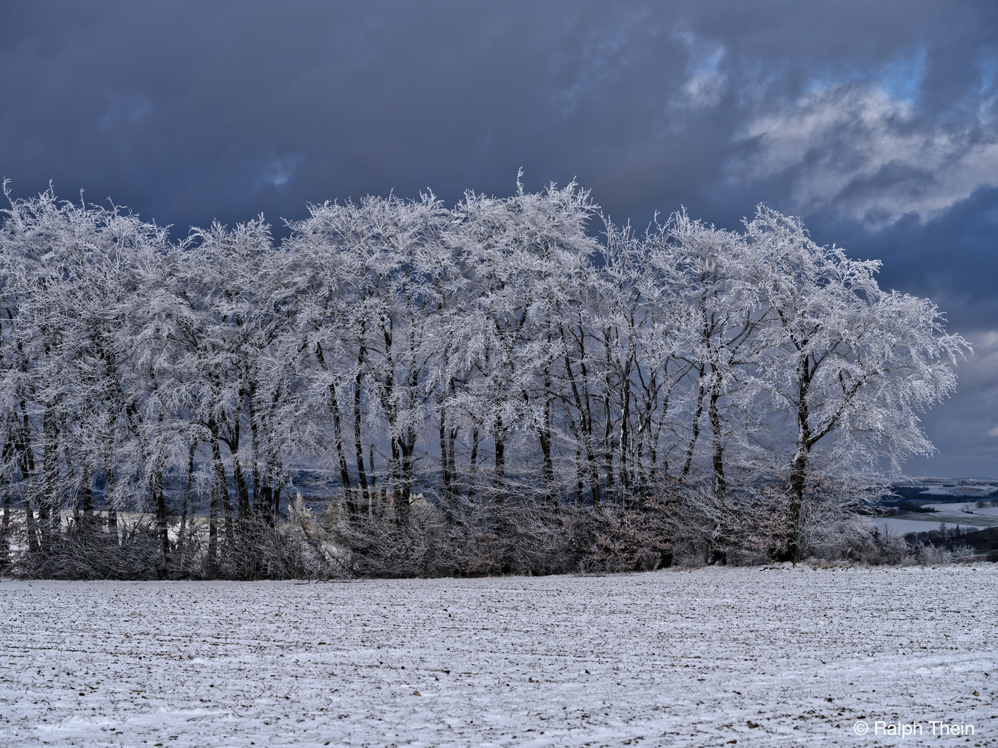 Winterliche Baumgruppe am Rande eines Ackers