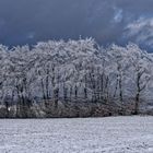 Winterliche Baumgruppe am Rande eines Ackers