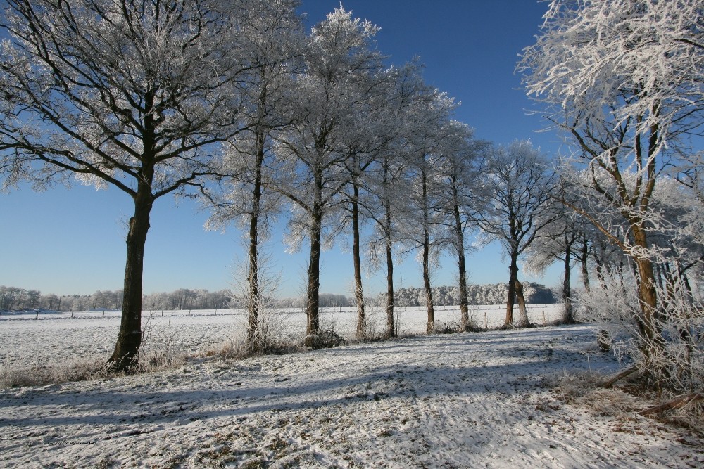 winterliche Baumreihe