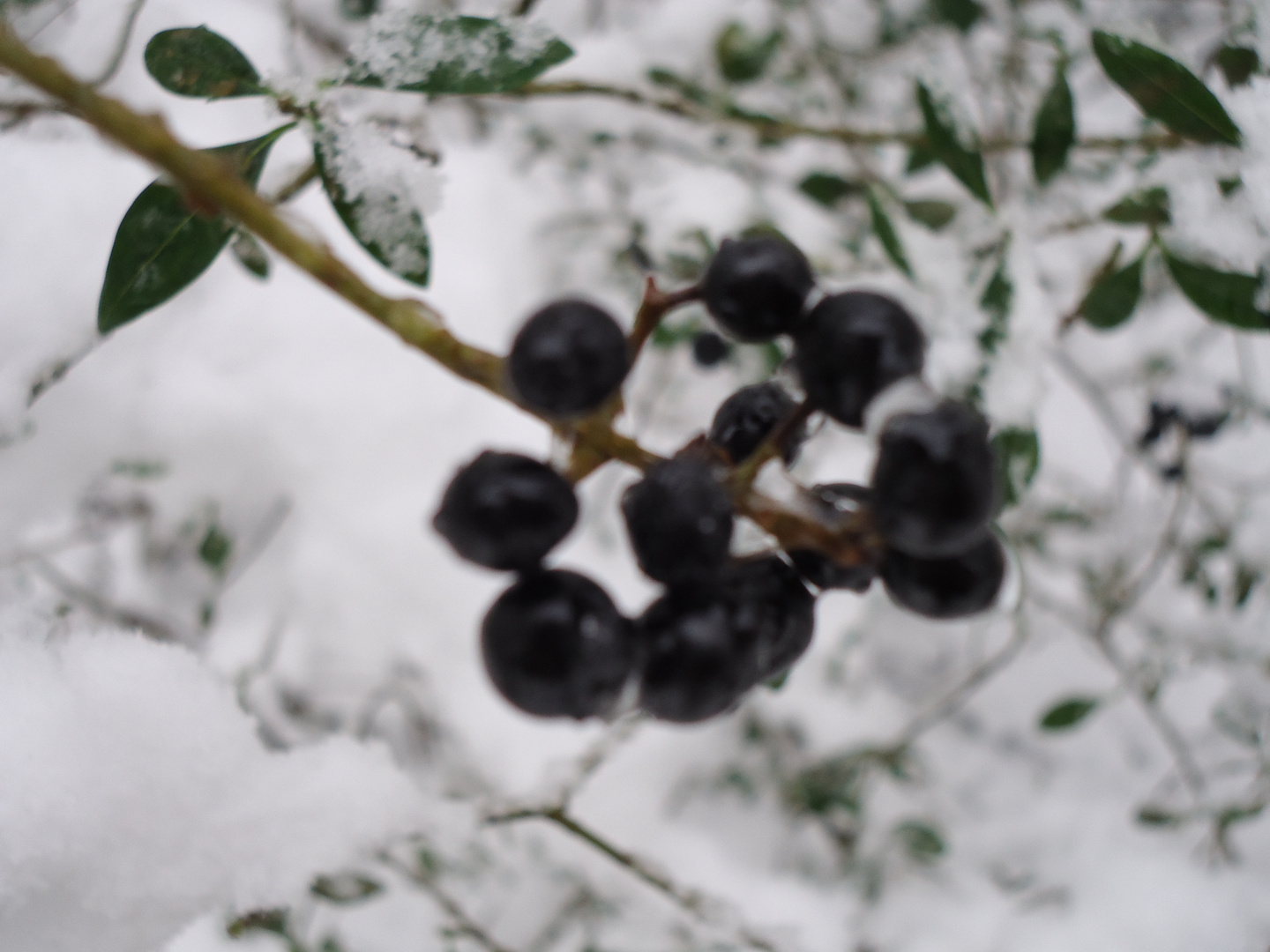 winterliche Beeren