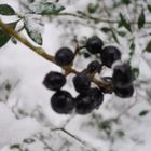 winterliche Beeren