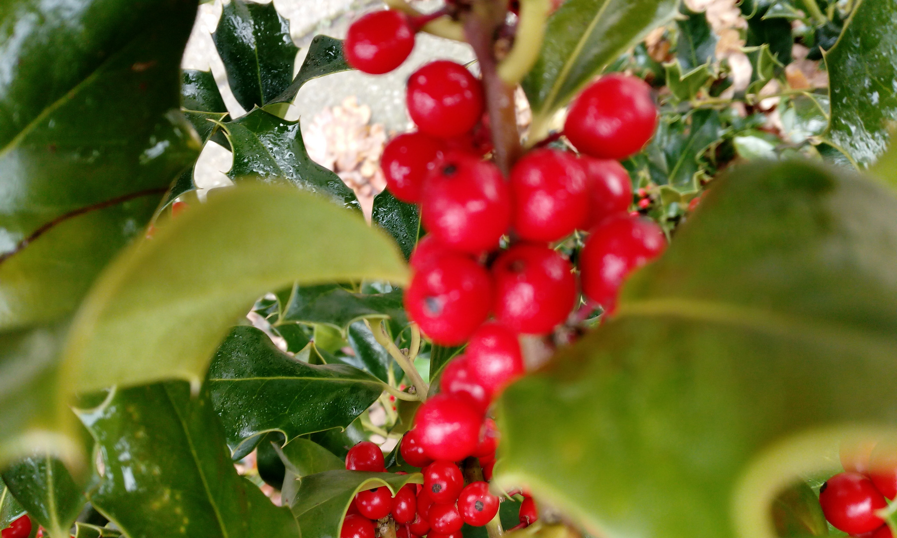 Winterliche Beeren Foto & Bild pflanzen, pilze