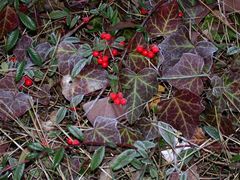 Winterliche Beeren