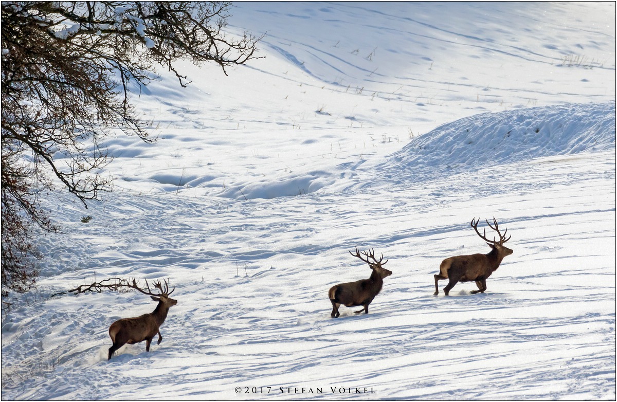 Winterliche Begenung