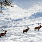 Winterliche Begenung