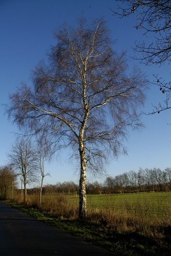 Winterliche Birke