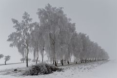 winterliche Birkenallee (2)