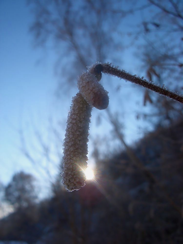 Winterliche Birkenblüte