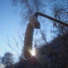 Winterliche Birkenblüte