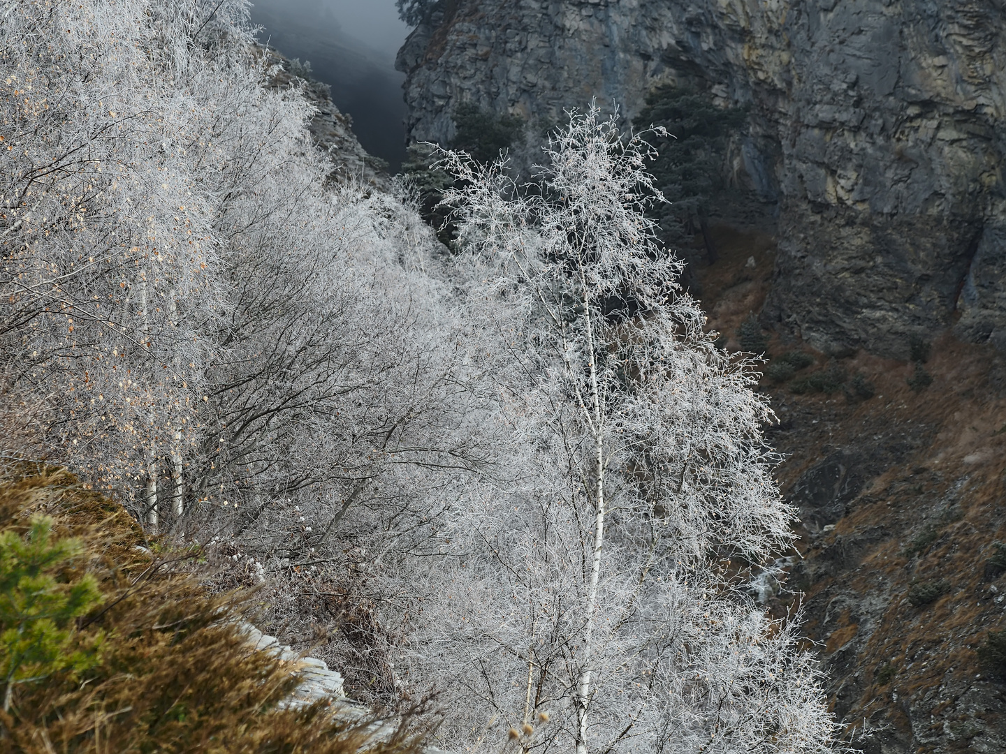 Winterliche Birkengruppe in der Bergen! - Des bouleaux givrés à la montagnes!