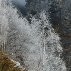 Winterliche Birkengruppe in der Bergen! - Des bouleaux givrés à la montagnes!