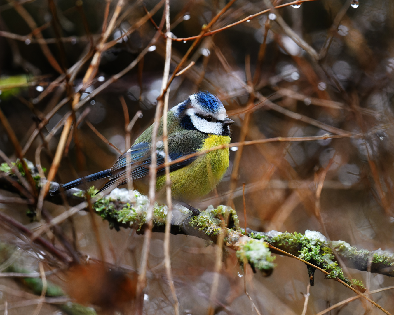 Winterliche Blaumeise