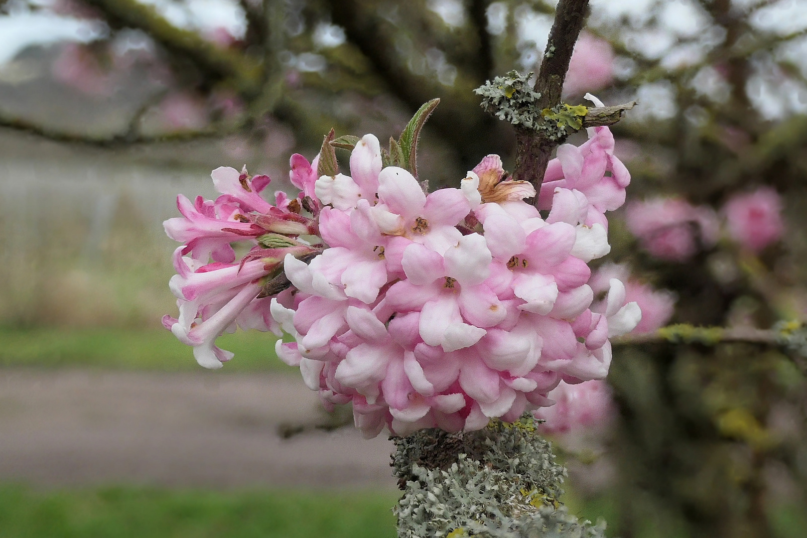 winterliche Blüten