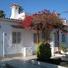 Winterliche Blütenpracht im Vorgarten eines Ferienhauses auf Gran Canaria ...