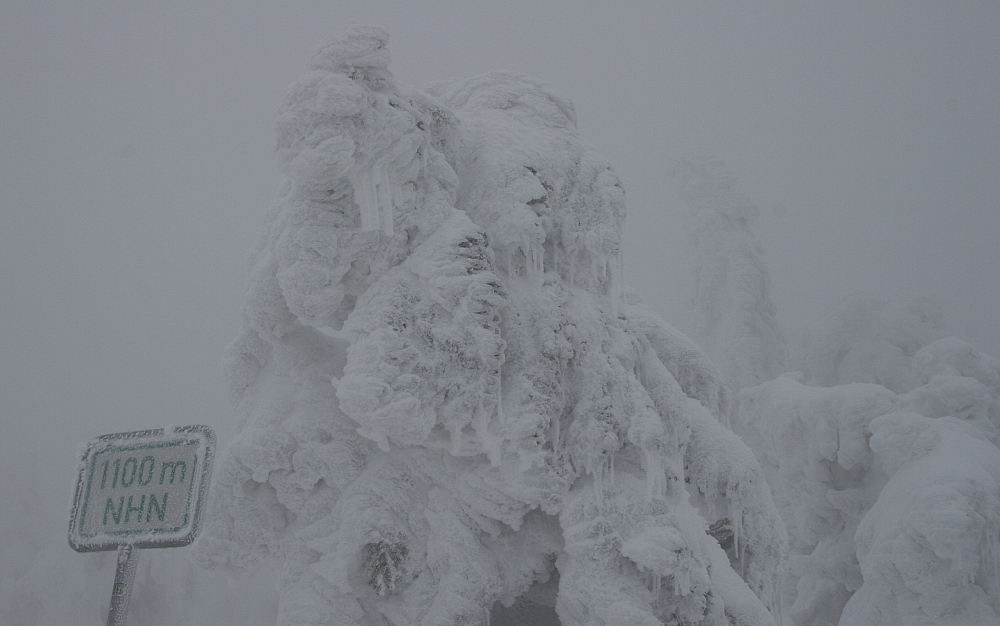 winterliche Brockenfichten #2