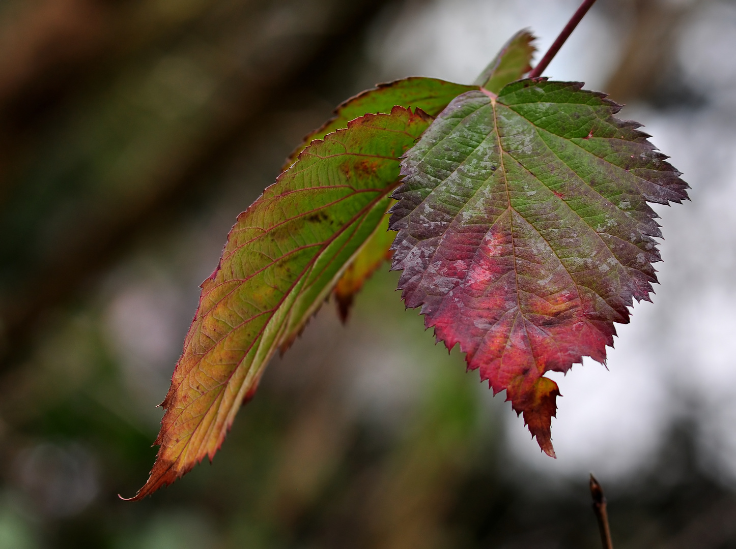 Winterliche Brombeerblätter