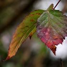 Winterliche Brombeerblätter