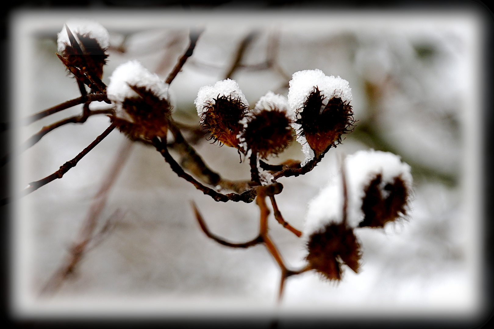 winterliche Buchäckern