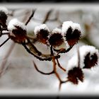 winterliche Buchäckern