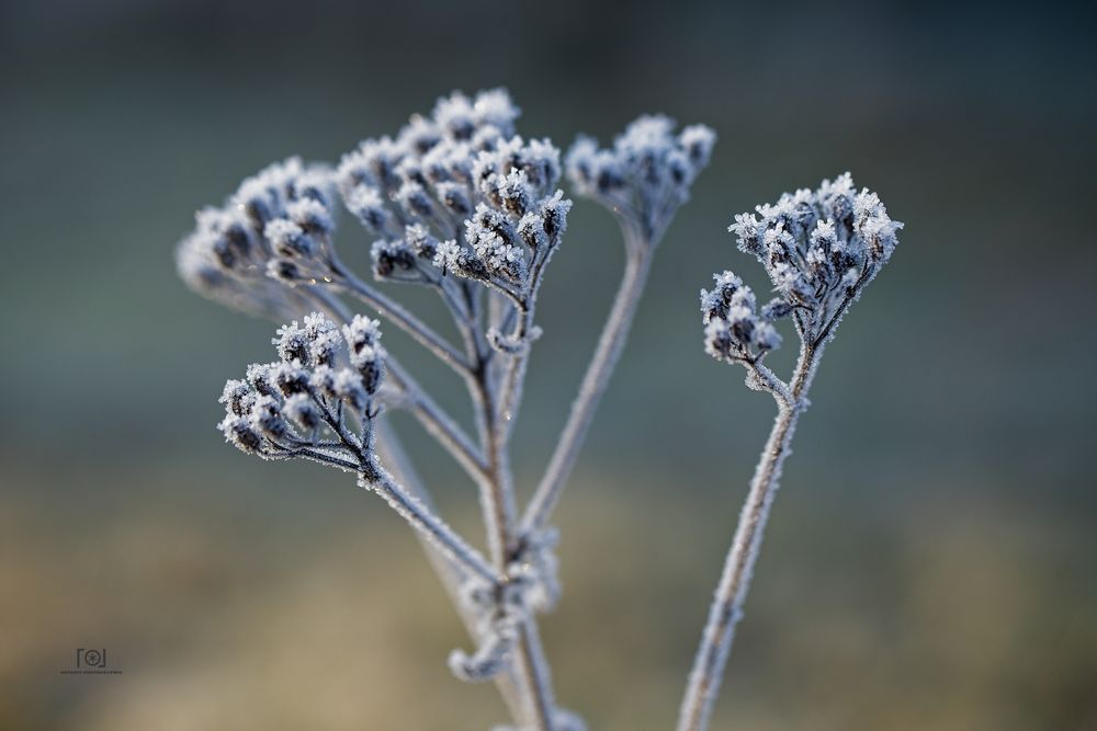 Winterliche Disteln