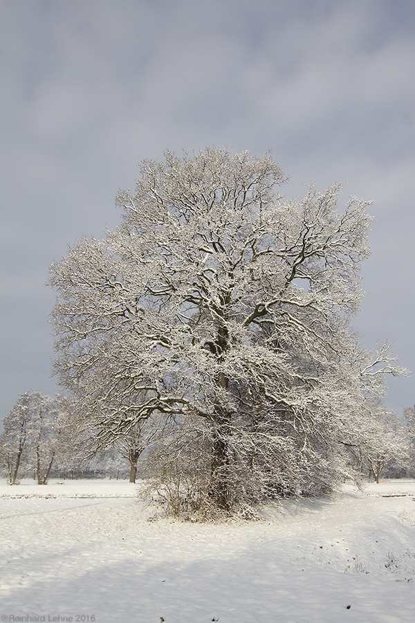 Winterliche Dorfwiesen  5