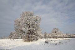 Winterliche Dorfwiesen