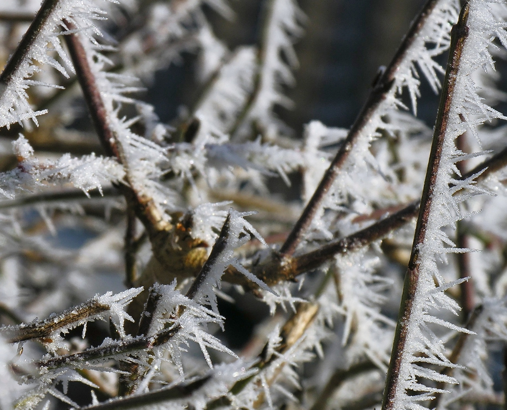 Winterliche Dornenhecke