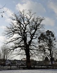 winterliche Eiche im Georgengarten