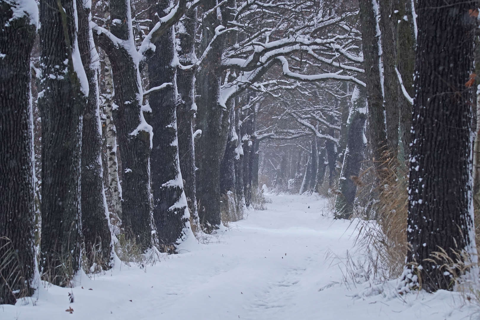 Winterliche Eichen-Allee