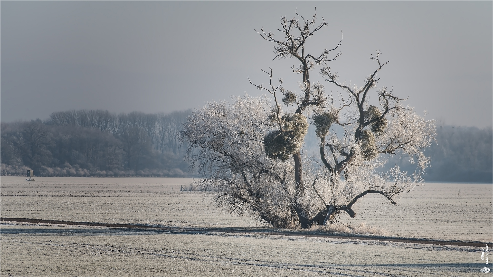 Winterliche Elbaue