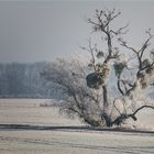 Winterliche Elbaue