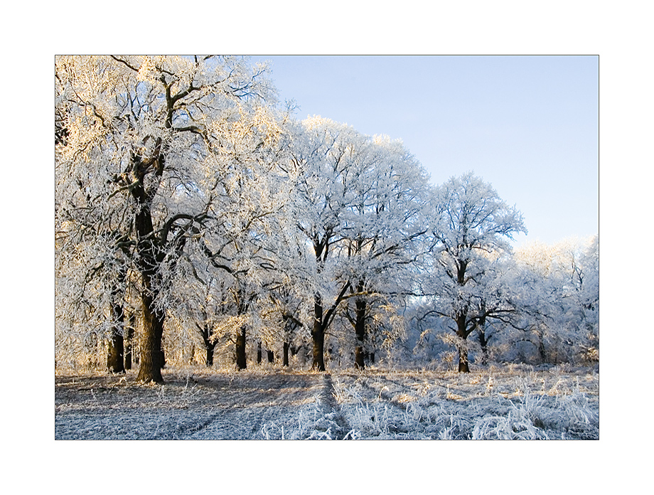 Winterliche Elbaue bei Schönebeck