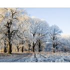 Winterliche Elbaue bei Schönebeck