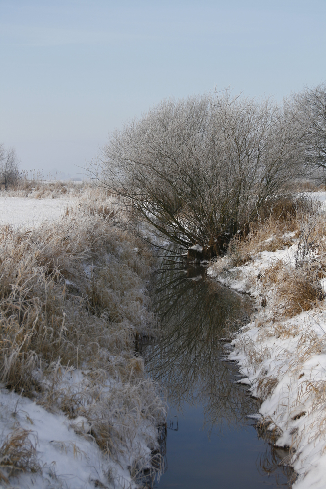 winterliche Elbmarsch