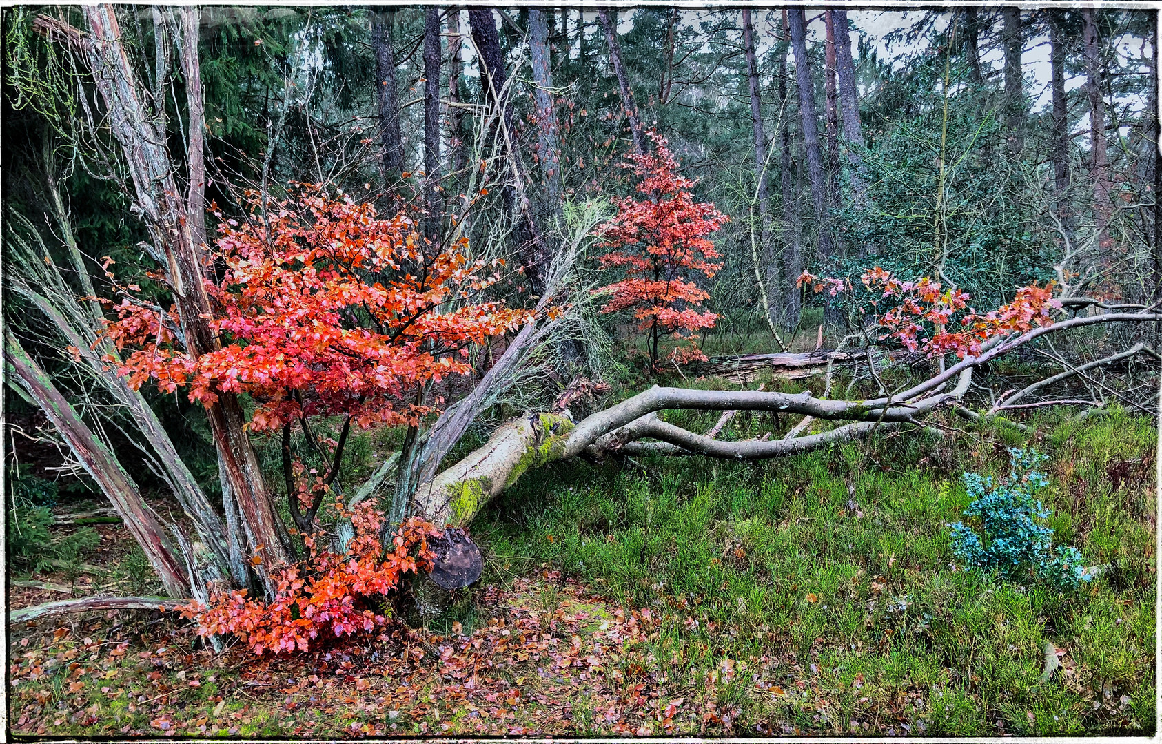 Winterliche Farben