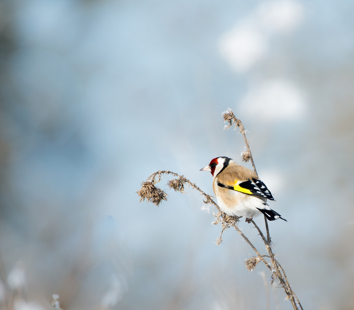 Winterliche Farbenfreude