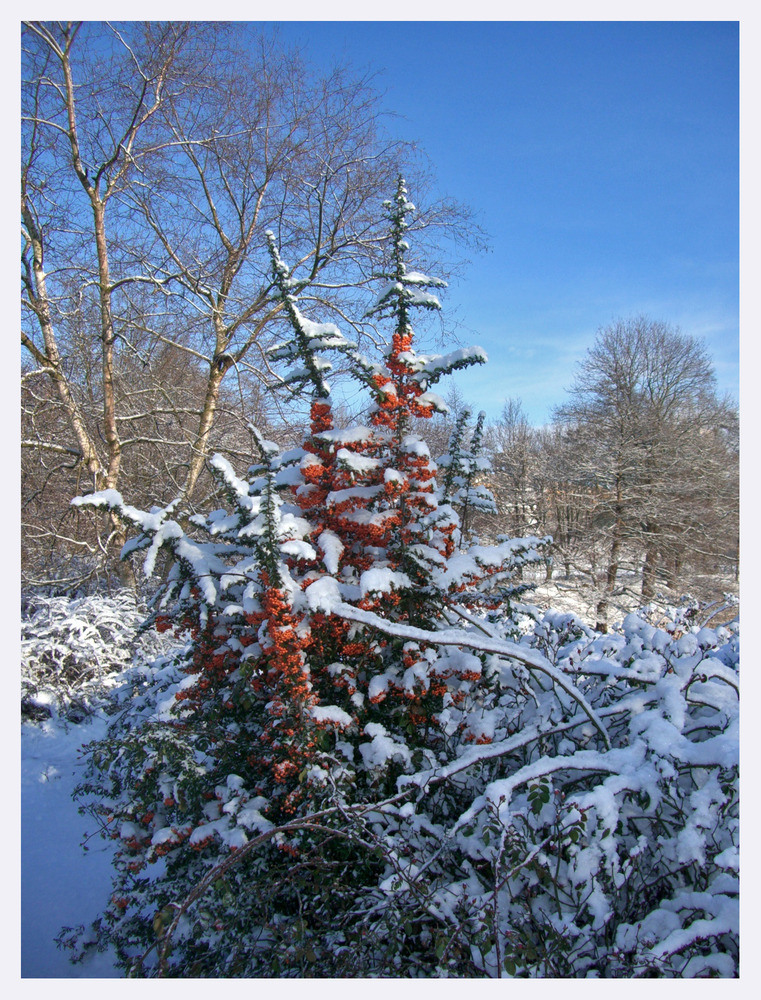 Winterliche Farbenpracht