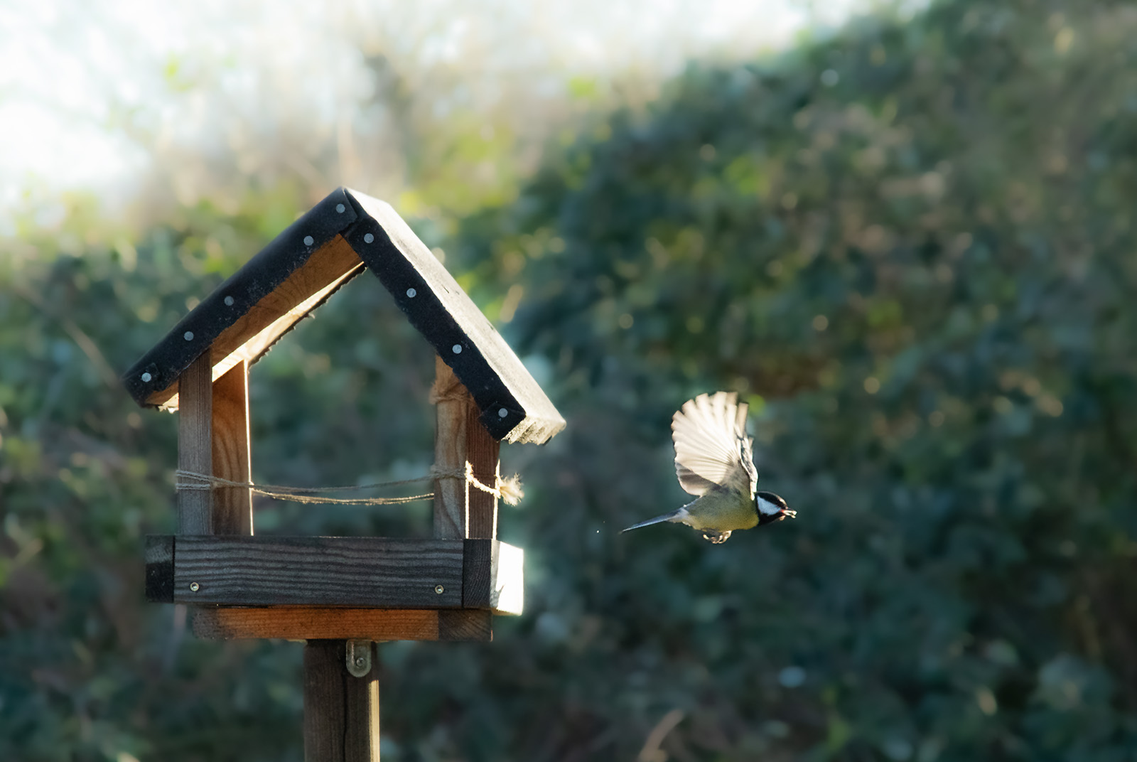 Winterliche Flugstudie - Kohlmeise